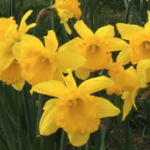 Daffodil Giveaway